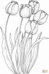 Tulipani Disegnare Stampare Tulips Supercoloring Tulip Tulipes sketch template