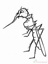 Mosquito Komar Zanzara Kolorowanki Colorir Dzieci Cartoon Moustiques Proboscide Mosquitos Desenhos Coloringbay Stampare sketch template