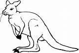 Kangourou Kangaroo Coloriages sketch template