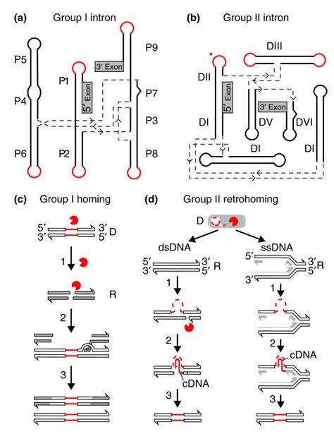 models  group   group ii introns   homing mechanisms  scientific