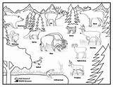 Wildlife Activities Coloring Utah sketch template