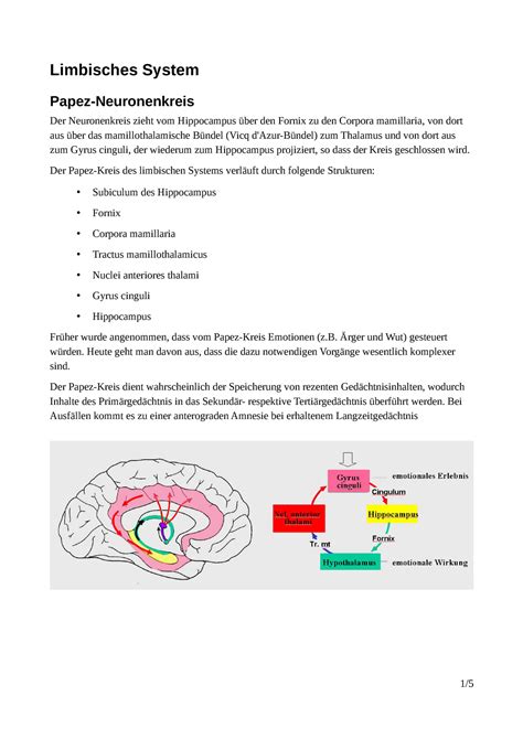 zusammenfassung limbischessystem limbisches system papez