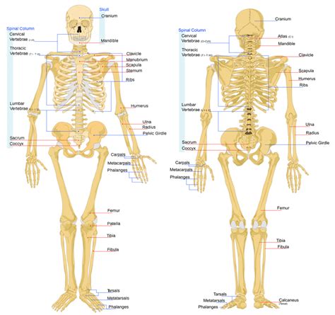 diagram    bones   human body diabetes