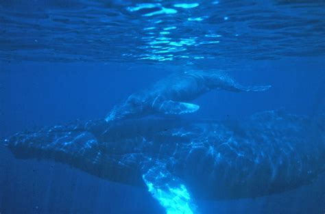 humpback whales facts  pictures megaptera novaeangliae