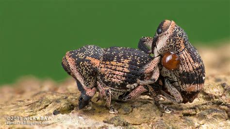 the strange world of bug sex in pictures wired