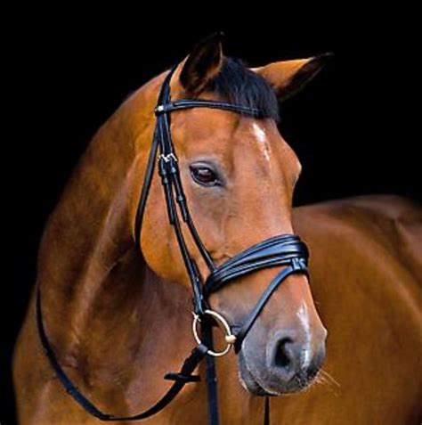 dressage bridles budget bling convertible