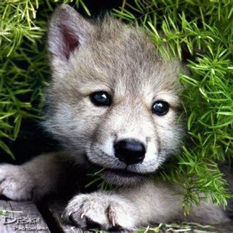 awww  cute wolf pup cute animals baby wolves animals