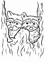 Raccoon Racoon Raccoons Samanthasbell sketch template