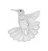 Coloring Bookpage Hummingbird sketch template