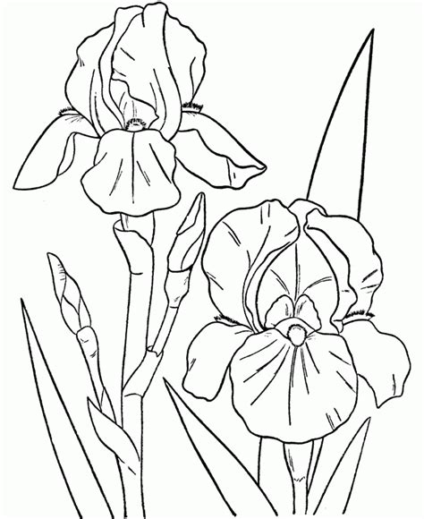 iris flower coloring page coloring home