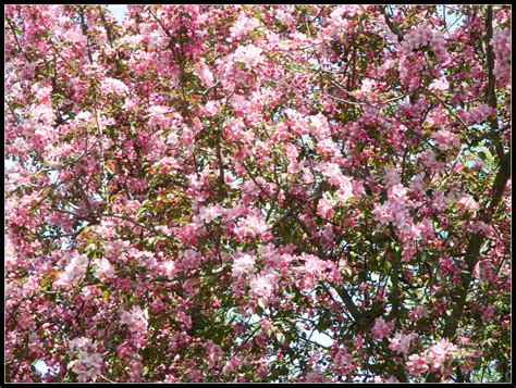 pachysandra periwinkle  flowering crabapple tree