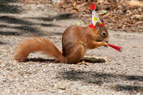 funny happy birthday squirrel  mythos redbubble