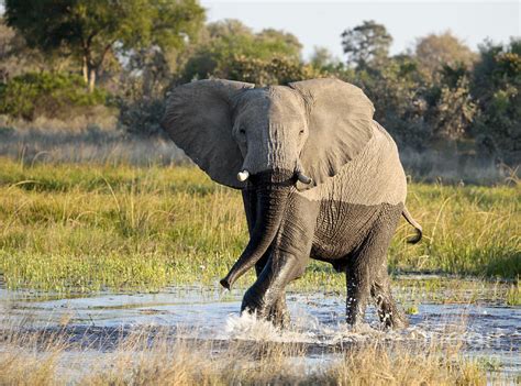 african elephant mock charging photograph  liz leyden fine art america