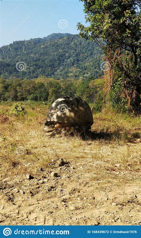 indo bhutan boarder landmark stone stock photo image  hill stone