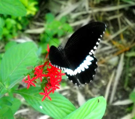 black butterfly butterfly pict