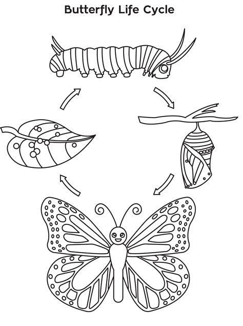 life cycle   butterfly coloring page  printable coloring pages
