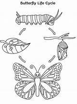 Monarch Farfalla Schmetterling Vitale Borboleta Raupe Papillon Cykl Lebenszyklus Motyl Motyla Kolorowanka Rozwojowy Insects Przedszkole sketch template