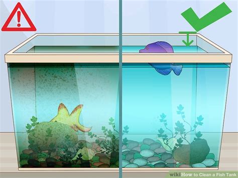 clean  fish tank  pictures wikihow pet