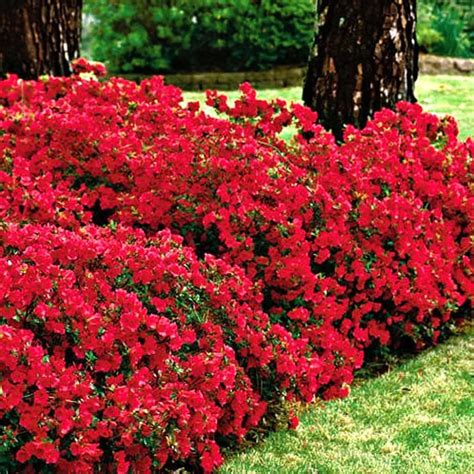 red flowering shrubs   garden garden plants landscaping shrubs outdoor gardens