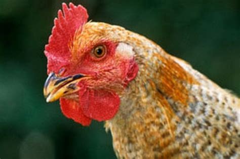 man who sexually assaulted chicken must register as sex offender