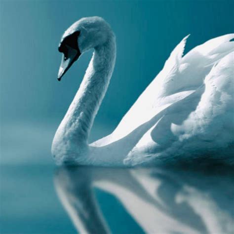 white swan spa