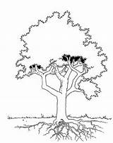 Tree Coloring Pages Trees Kapok Leaves Evergreen Printable Popular Coloringhome Library Clipart Books Kleurplaat Boom sketch template