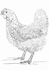 Chicken Coloring Pages Print Kids Adults Realistic Lovers Via sketch template
