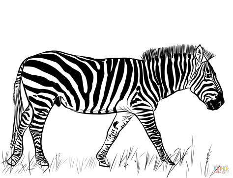 pictures  zebras  color homecolor homecolor