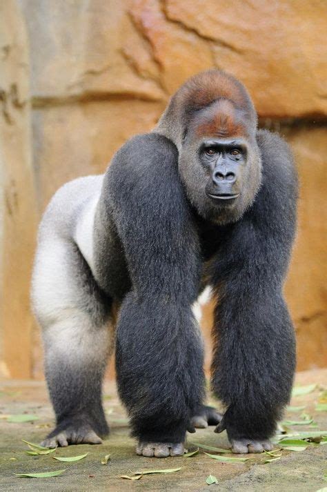 silverback  passed   cincy zoohe   missedso photogenic  images