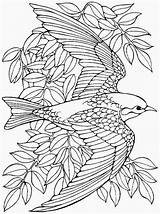 Uccelli Colora sketch template