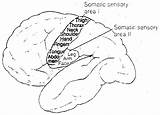 Somatosensory Area Brodmann Areas Cortical Cortex Function Science Sensory Cerebral Vision Basic Than Other Benbest sketch template