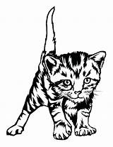 Coloring Kitten Pages Cat Baby Realistic Cute Tabby Print Kittens Printable Drawing Real Kitty Cats Color Getdrawings Getcolorings Pdf Colorings sketch template