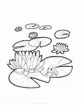 Coloring Lily Pads Lilypads sketch template