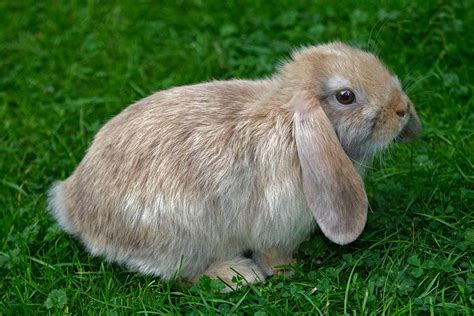 floppy eared bunnies  cute   suffer  health problems