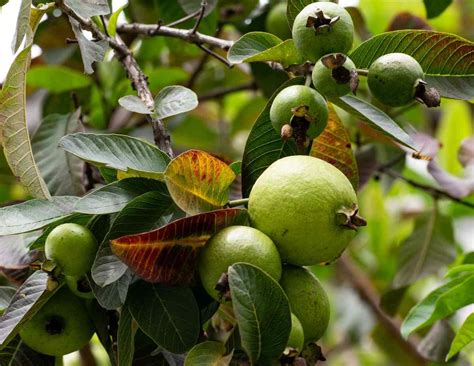 guava pests diseases  control guava plant care agri farming