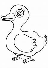 Duck Coloring Pages Drawing Printable Animals Canard Coloriage Dessin Colorier 1507 Getdrawings Drawings sketch template