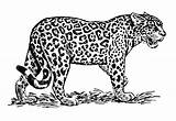 Remarquable Panthera Onca Bulkcolor Mandalas Aplemontbasket Roaring sketch template