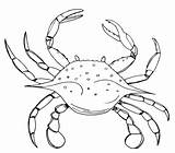 Blue Crab Coloring Geography sketch template