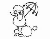 Coloring Poodle Coloringcrew Pages Animals Animal sketch template