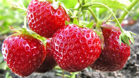 erdbeeren  vielfaeltig und vitaminreich sind die roten fruechte welt