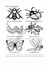 Insects Color Worksheet Worksheets Insect Colour Preview Pdf Kids Vocabulary Animals sketch template