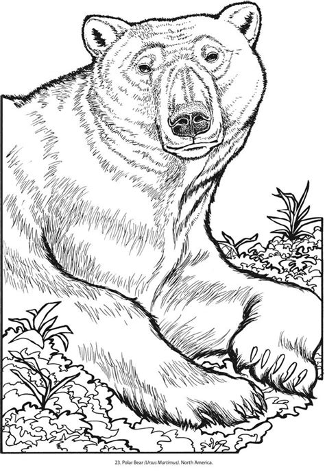 images  bears  pinterest american black bear polar