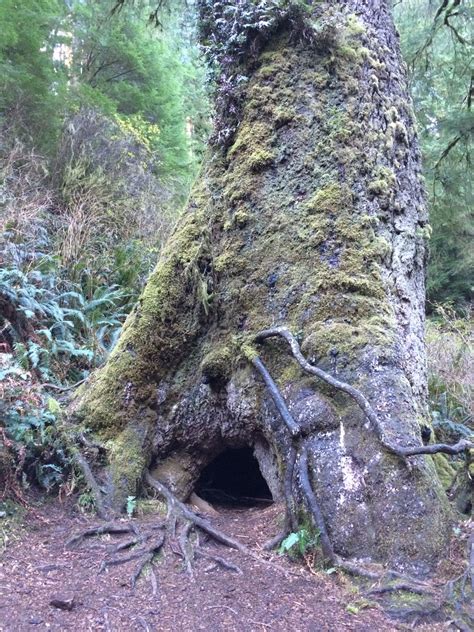 oregon heritage tree sitka spruce 40 feet in circumference 500 yrs
