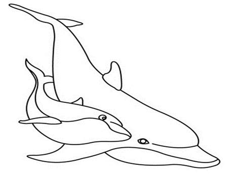 winter  dolphin coloring pages   winter
