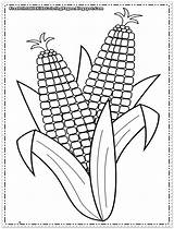 Corn Coloring Pages Printable Cob Ear Kids Indian Color Sheets Colouring Realistic Sheet Flower Printables Drawing Getcolorings Print Popular Coloringhome sketch template