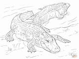 Coloring Pages Alligators American Alligator Two Drawing Printable Sheets Crocodile Realistic Animal Animals Reptiles sketch template