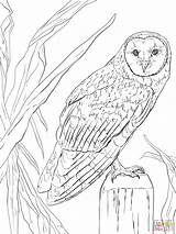 Owl Coloring Pages Barn Realistic Printable Animals Nocturnal Owls Color Flying Drawing Colouring Clip Print Kids Animal Adult Snowy Sheets sketch template