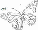 Butterfly Monarch Coloring Pages Printable Template Drawings Realistic Blank Outline Cycle Life Drawing Line Color Sheets Cliparts Clipart Getdrawings Colouring sketch template