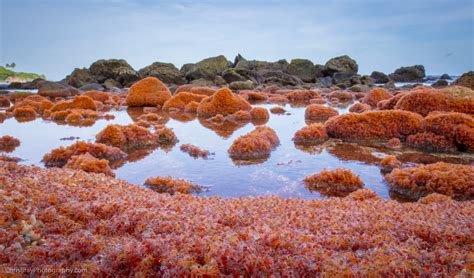 billions  baby red crabs  christmas island australian geographic