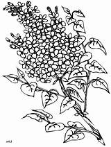 Lilac Coloring Pages Flowers Getcolorings Printable Color sketch template